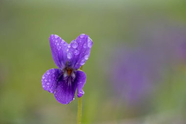 Çiy damlacıklarıyla kaplı bir İngiliz menekşesinin (viyola odorata) makro çekimi