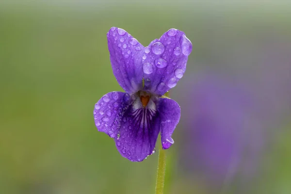 露頭に覆われた英語の紫 ビオラオドラタ の花のマクロショット — ストック写真