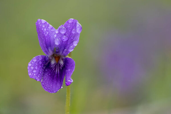 Macro shot of an English violet (viola odorata) flower covered in dew droplets