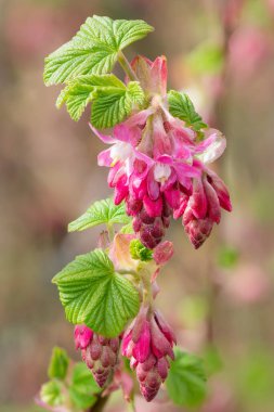 Kırmızı frenk üzümü (ribes sanguineum) çiçekli makro shot