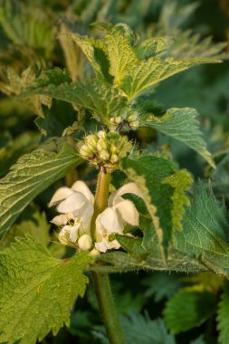 Isırgan otunun makro vuruşu (urtica dioica) çiçek açar