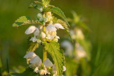 Isırgan otunun makro vuruşu (urtica dioica) çiçek açar