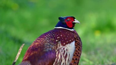Rüzgarlı bir günde çayırda bir erkek sülün (phasianus colchicus) videosu