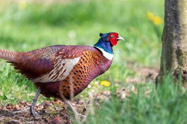 Bir meyve bahçesinde bir erkek sülün (phasianus colchicus) portresi