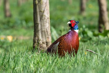 Bir meyve bahçesinde bir erkek sülün (phasianus colchicus) portresi