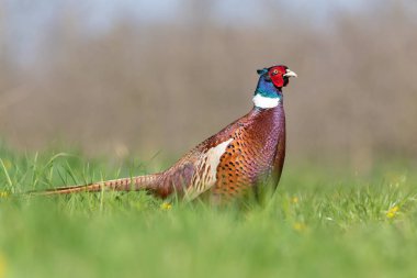 Bir çayırda bir erkek sülünün portresi (phasianus colchicus)