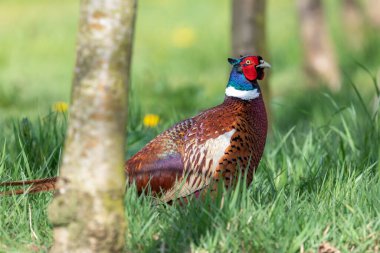 Bir çayırda bir erkek sülünün portresi (phasianus colchicus)