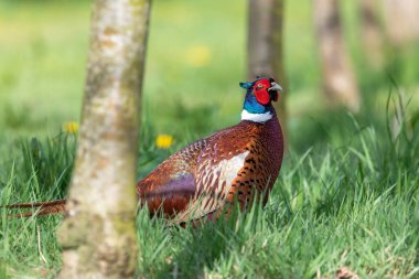 Bir çayırda bir erkek sülünün portresi (phasianus colchicus)