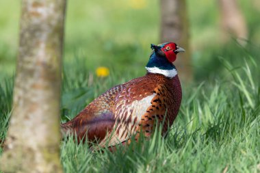 Bir çayırda bir erkek sülünün portresi (phasianus colchicus)
