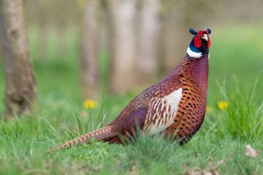 Bir çayırda bir erkek sülünün portresi (phasianus colchicus)