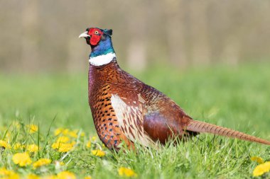 Bir çayırda bir erkek sülünün portresi (phasianus colchicus)
