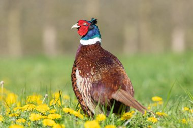 Bir çayırda bir erkek sülünün portresi (phasianus colchicus)