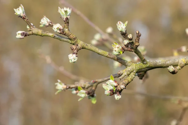 Plan Macro Une Branche Pomme Les Bourgeons Sont Stade Croissance — Photo