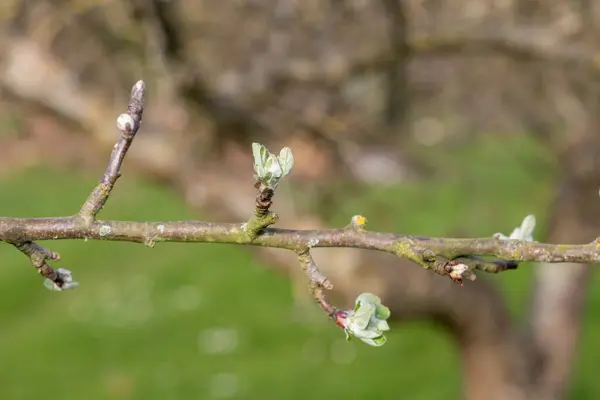 Tomurcukların Yeşil Küme Büyüme Aşamasında Olduğu Bir Elma Dalının Makro — Stok fotoğraf