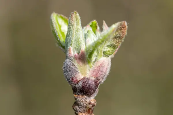 Makroaufnahme Eines Apfelzweiges Sich Die Knospen Wachstumsstadium Der Grünen Trauben — Stockfoto