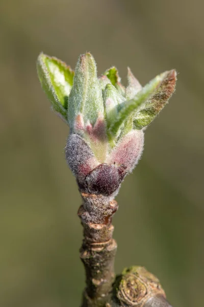 Makroaufnahme Eines Apfelzweiges Sich Die Knospen Wachstumsstadium Der Grünen Trauben — Stockfoto