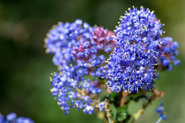 Primer Plano California Lila Ceanothus Flores Flor —  Fotos de Stock