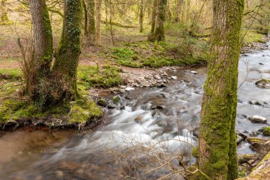 Somerset 'teki Horner Ormanı' ndan akan Horner Nehri 'nin uzun pozu