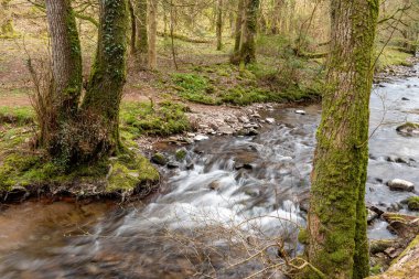 Somerset 'teki Horner Ormanı' ndan akan Horner Nehri 'nin uzun pozu