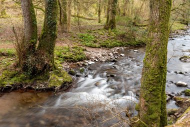 Somerset 'teki Horner Ormanı' ndan akan Horner Nehri 'nin uzun pozu