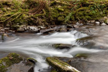 Somerset 'teki Horner Ormanı' ndan akan Horner Nehri 'nin uzun pozu