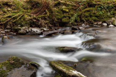 Somerset 'teki Horner Ormanı' ndan akan Horner Nehri 'nin uzun pozu