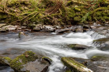 Somerset 'teki Horner Ormanı' ndan akan Horner Nehri 'nin uzun pozu