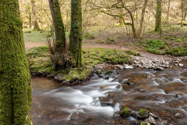 Somerset Teki Horner Ormanı Ndan Akan Horner Nehri Nin Uzun — Stok fotoğraf