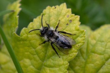 Çayırdaki bir yaprağın üzerinde kül rengi bir maden arısına (andrena cineraria) yaklaş