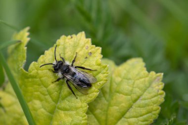 Çayırdaki bir yaprağın üzerinde kül rengi bir maden arısına (andrena cineraria) yaklaş