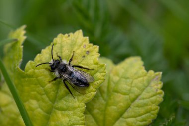 Çayırdaki bir yaprağın üzerinde kül rengi bir maden arısına (andrena cineraria) yaklaş