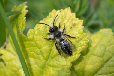 Çayırdaki bir yaprağın üzerinde kül rengi bir maden arısına (andrena cineraria) yaklaş