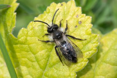 Çayırdaki bir yaprağın üzerinde kül rengi bir maden arısına (andrena cineraria) yaklaş