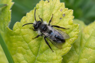 Çayırdaki bir yaprağın üzerinde kül rengi bir maden arısına (andrena cineraria) yaklaş