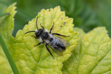 Çayırdaki bir yaprağın üzerinde kül rengi bir maden arısına (andrena cineraria) yaklaş