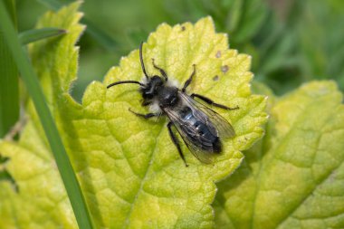 Çayırdaki bir yaprağın üzerinde kül rengi bir maden arısına (andrena cineraria) yaklaş