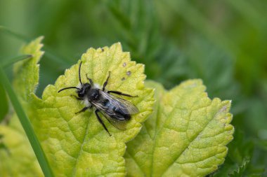 Çayırdaki bir yaprağın üzerinde kül rengi bir maden arısına (andrena cineraria) yaklaş