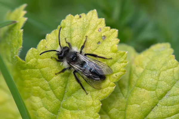 Çayırdaki bir yaprağın üzerinde kül rengi bir maden arısına (andrena cineraria) yaklaş