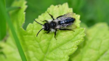 Bir yaprağın üzerinde sürünen küllü bir maden arısının (andrena cineraria) videosu