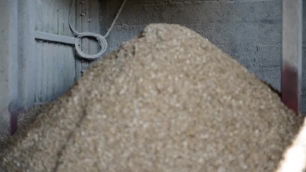 穀物店の大麦 ホルデウム ヴァルガレ のヒープ全体のビデオスイッチングフォーカス — ストック動画