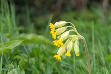 Bir çayırdaki inek sürüsü (primula veris) çiçeğine yaklaş