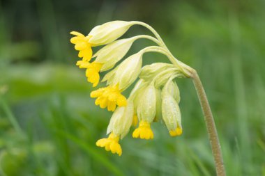 Bir çayırdaki inek sürüsü (primula veris) çiçeğine yaklaş