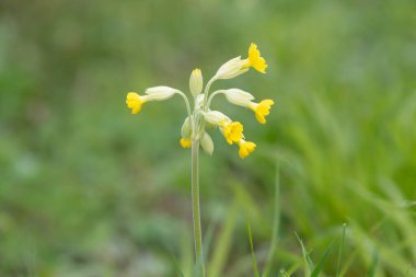 Bir çayırdaki inek sürüsü (primula veris) çiçeğine yaklaş