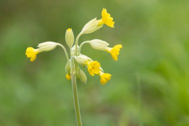 Bir çayırdaki inek sürüsü (primula veris) çiçeğine yaklaş