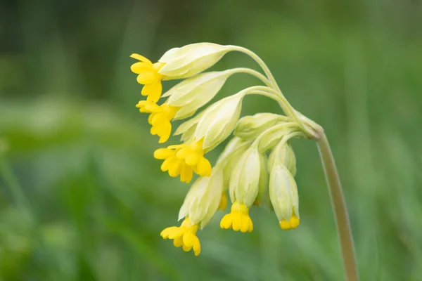 Primo Piano Fiore Cappuccio Primula Veris Prato — Foto Stock