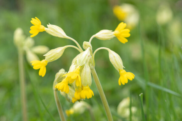 Закрытие цветка кукурузы (primula veris) в мясном соусе
