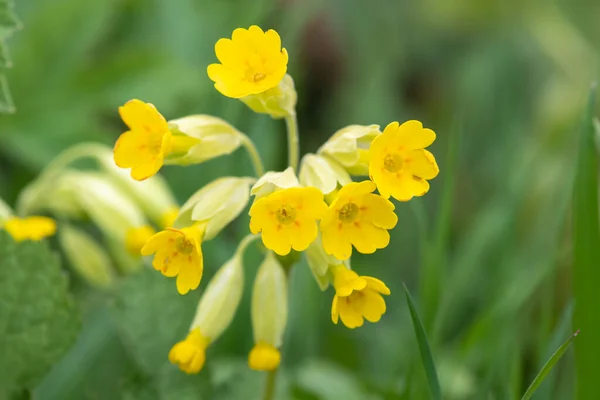 Fechar Uma Flor Cowslip Primula Veris Prado — Fotografia de Stock