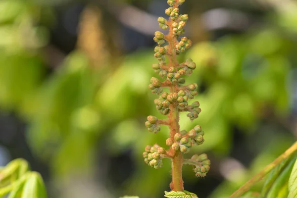 Крупним Планом Бруньки Конячому Каштані Aesculus Дерево — стокове фото