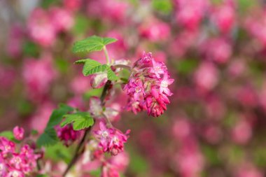 Kırmızı çiçekli bir frenk üzümünün çiçeğini kapat (ribes sanguineum)