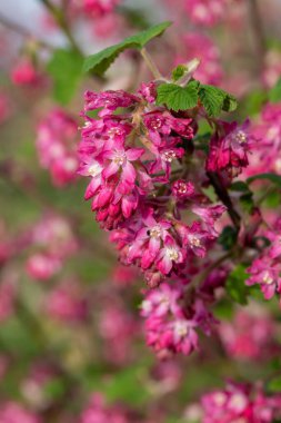 Kırmızı çiçekli bir frenk üzümünün çiçeğini kapat (ribes sanguineum)